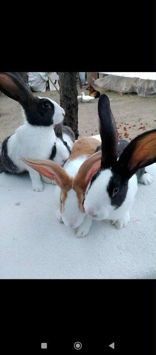 Vând iepuri hicole francez