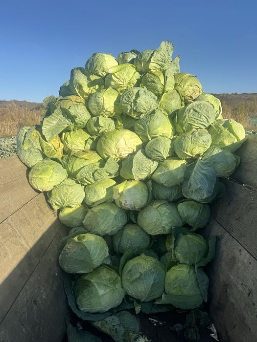 Varza de buzau (nu pepeni nu ardei nu castraveti)
