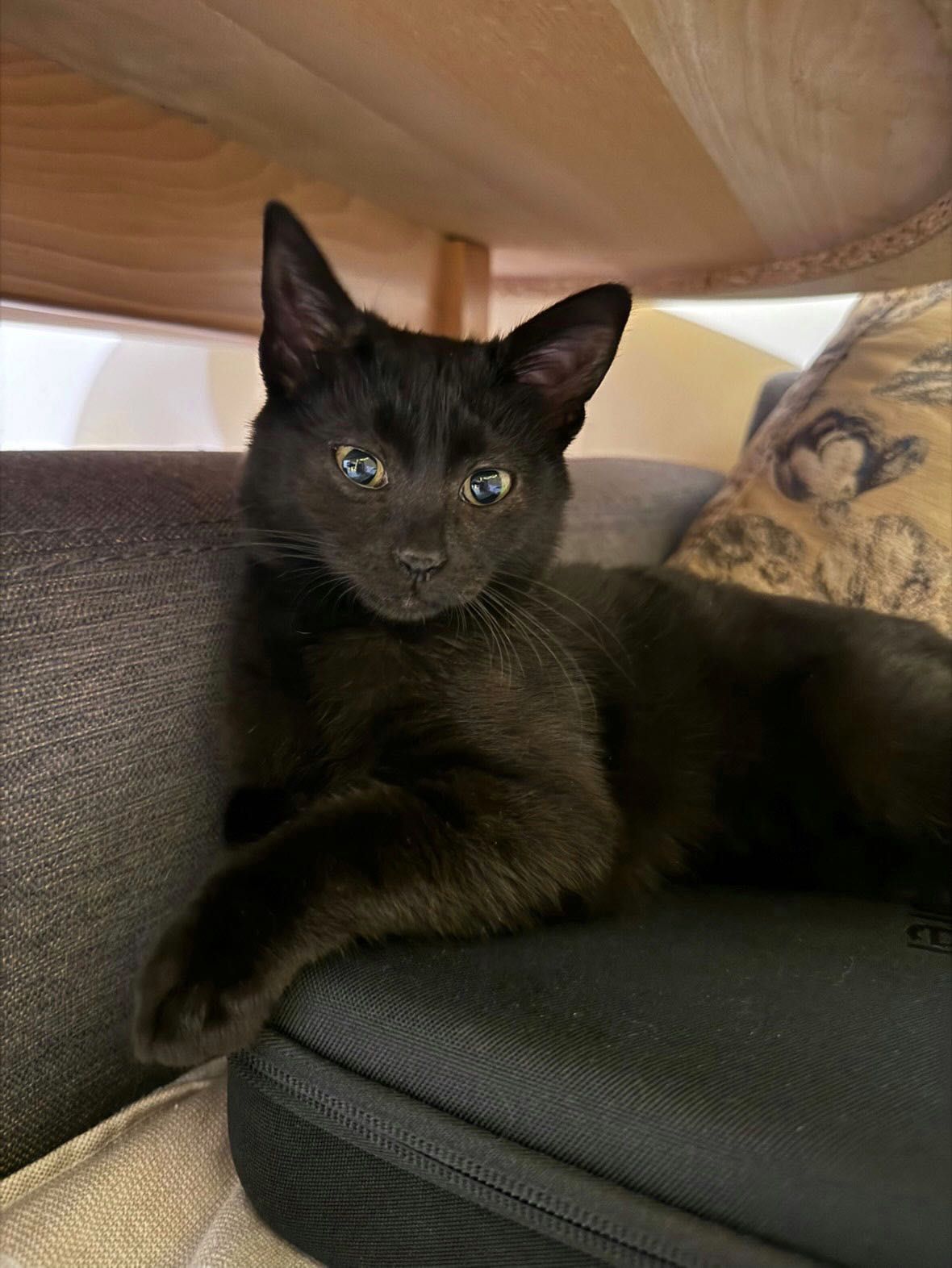 Момиче котка. 3 мес
