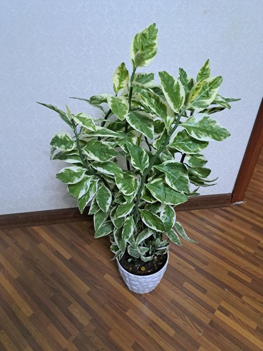 Комнатные цветы разные