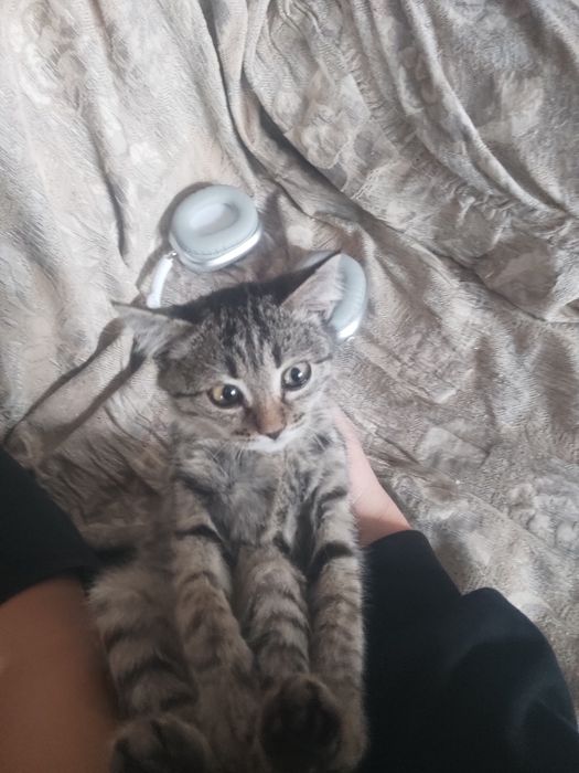 Котенок пацан  2-3 месяца