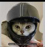 Casca moto animale talie mica