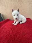 Pui husky albi complet