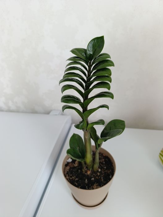 Доллар Зензи-комнатные цветы