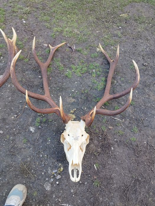 Trofee de cerb frumoase 1500 lei bucata