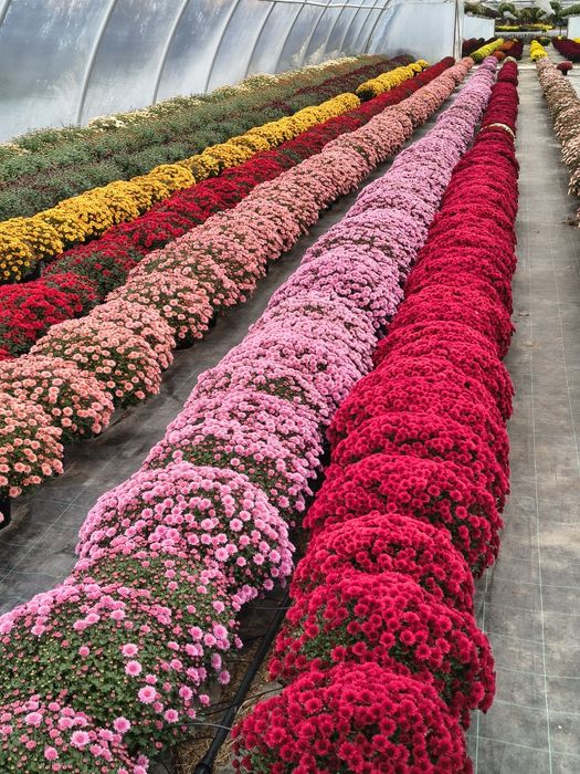 Crizanteme de vânzare