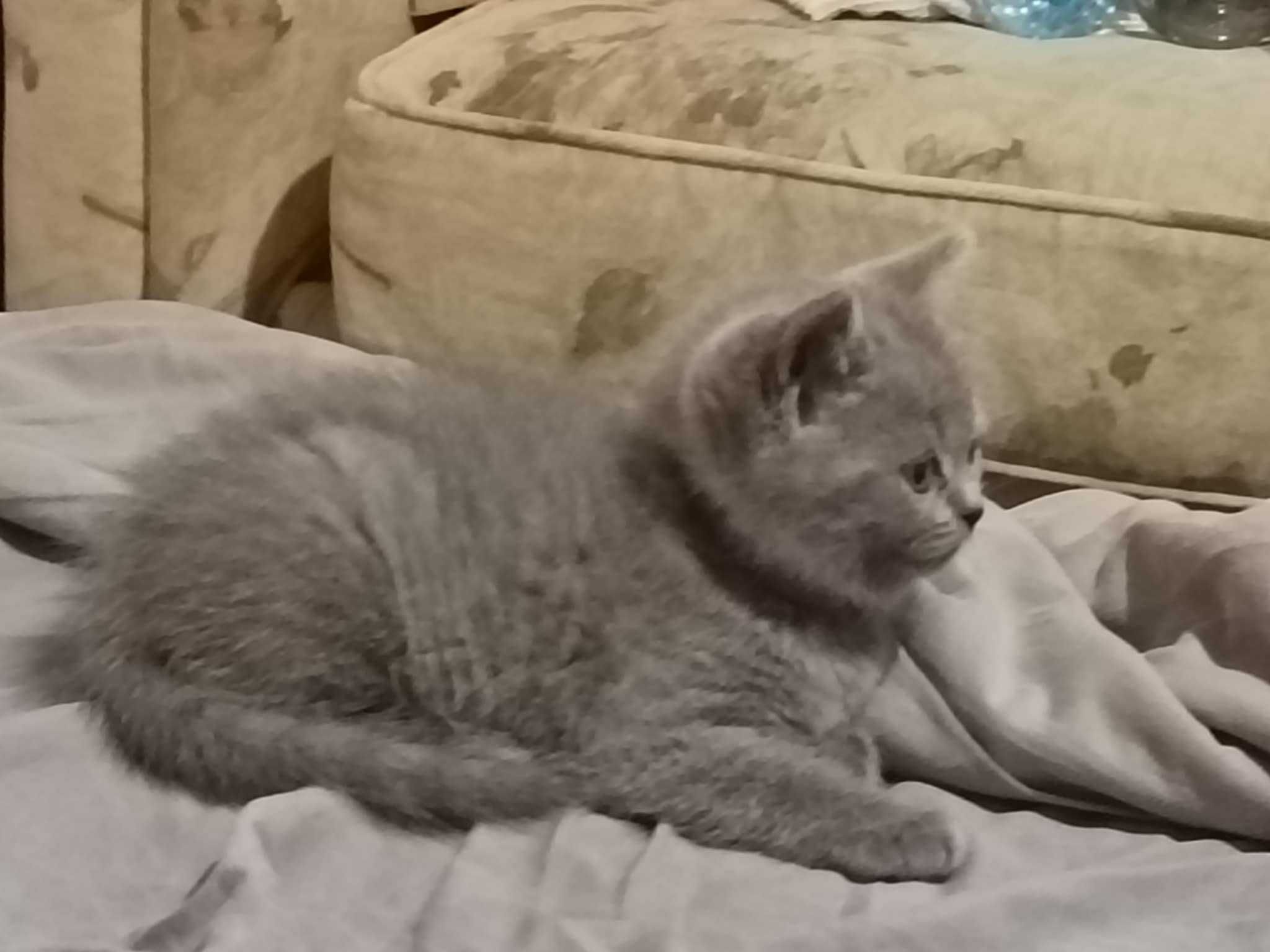 Британски котенца