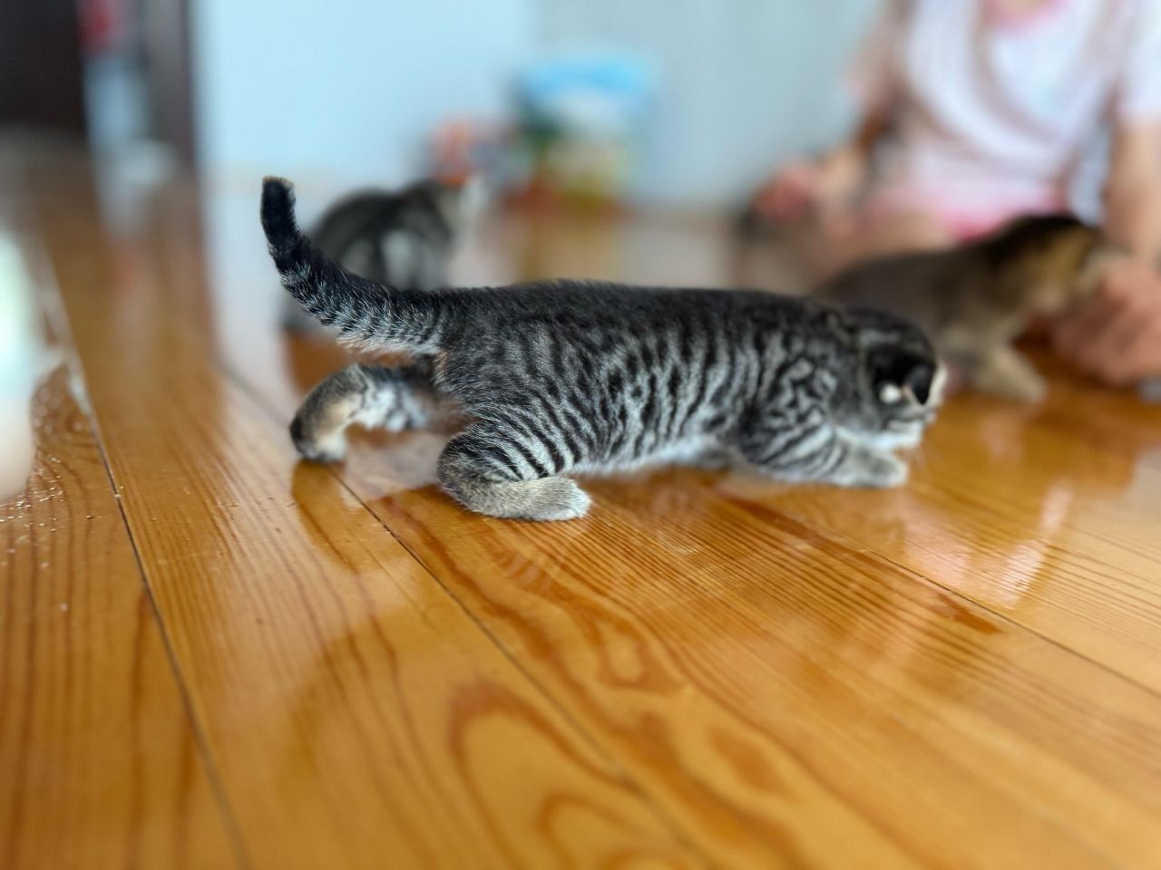Вислоухие котята