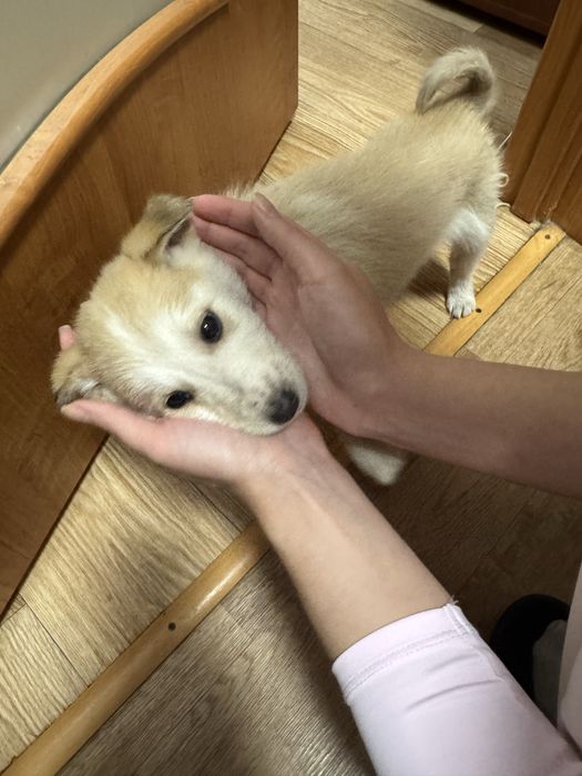 Щенки в добрые руки