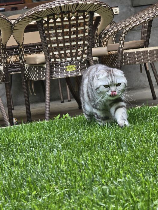 Шиншилла, Скотиш Фолд сотилади