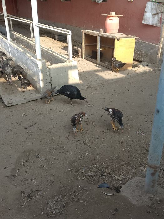 Dakan makionlar sotiladi