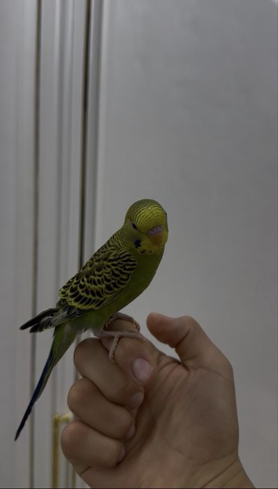 Чистый Ручной Волнистый НАР