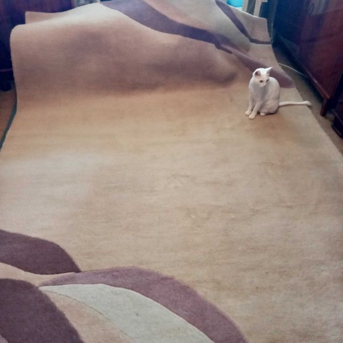 Vand covor persan lana pura, 200x300 x3,5 cm