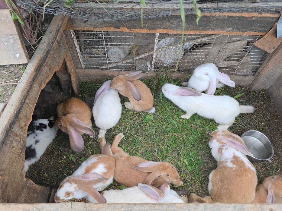 Vand iepuri de carne crescuti in gospodarie