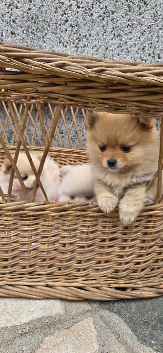 Шпиц померан куче