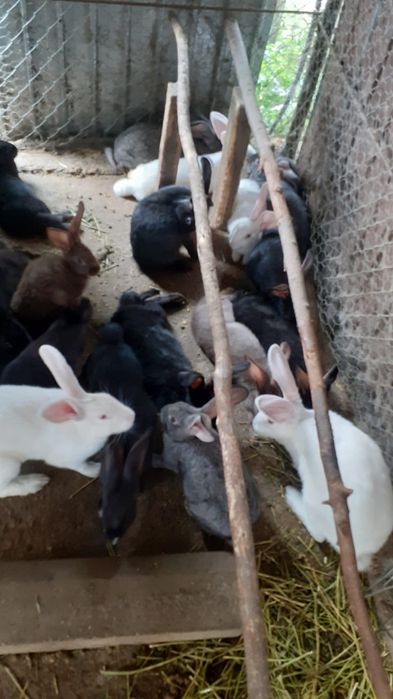 Iepuri hycole francez de vanzare