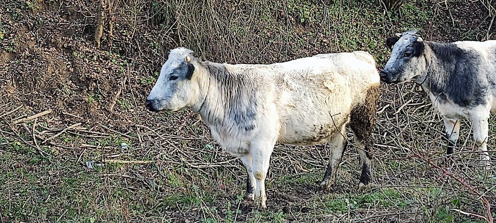 Juninca de vanzare rasa belgiana