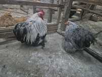 Familie de cochin pitic