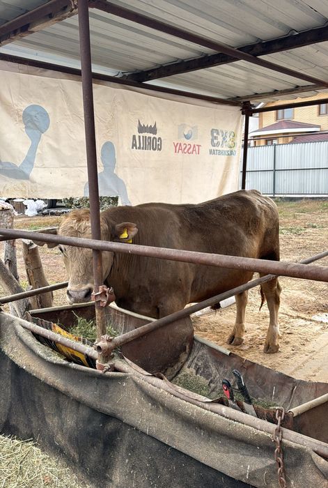 Продам большого быка