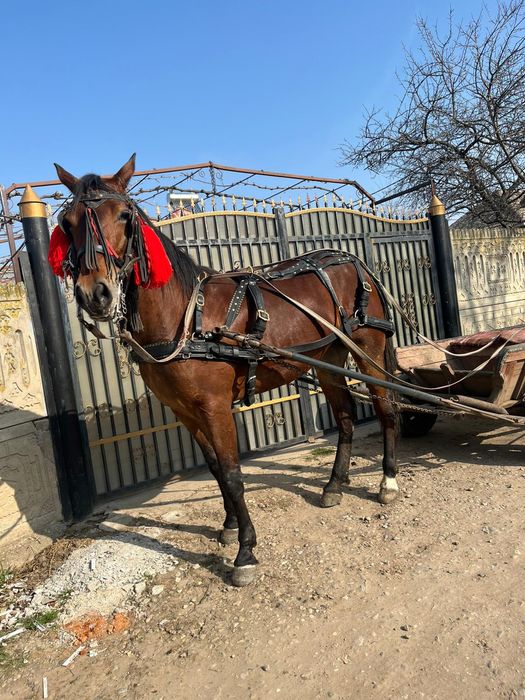 Vând carlana de 3 ani