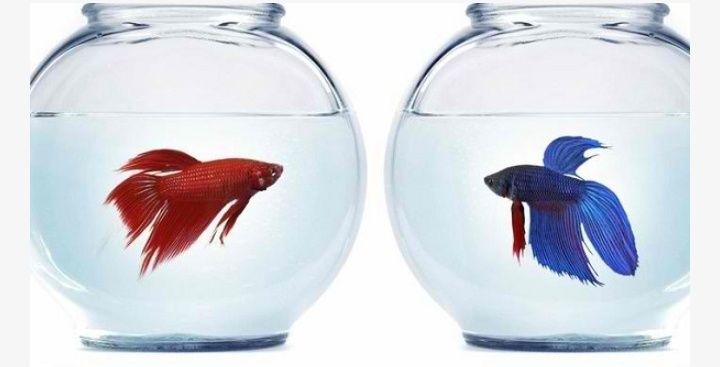 Мъжка рибка Бета