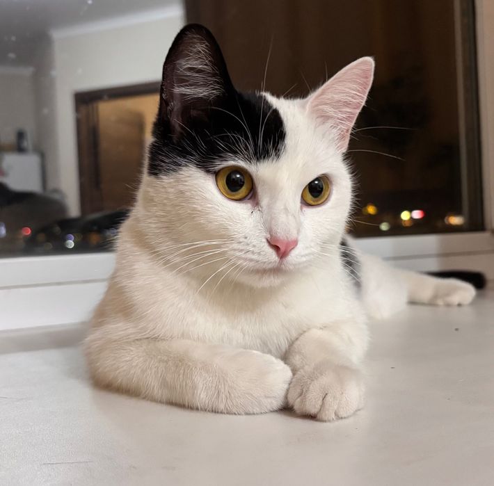 Кошка ищет дом, умная, стерилизована