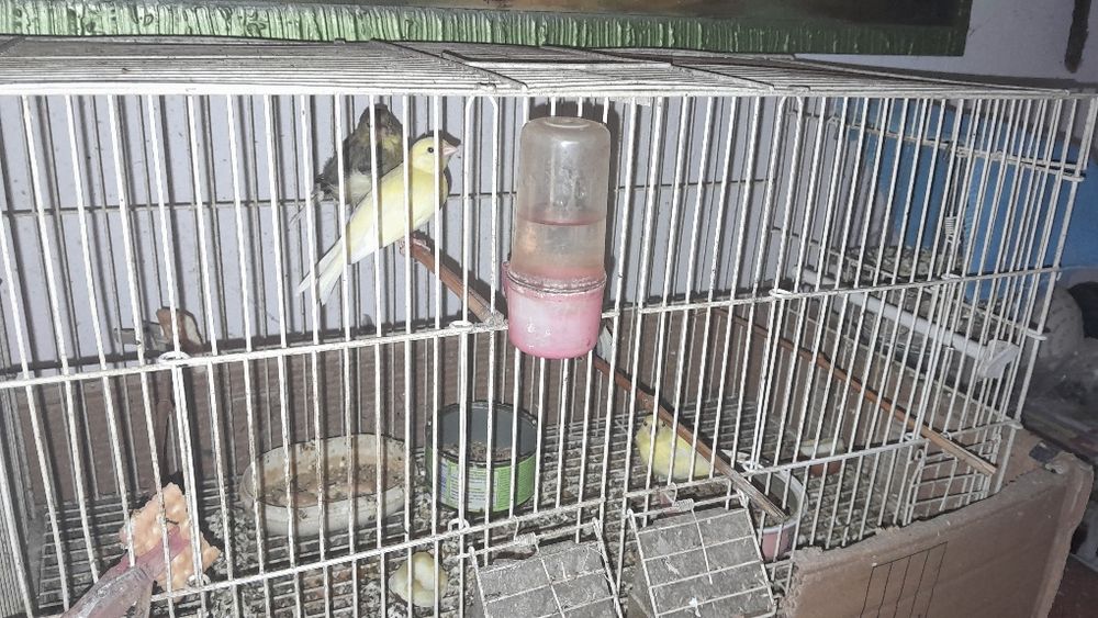 Продавам канари мъжки и женски