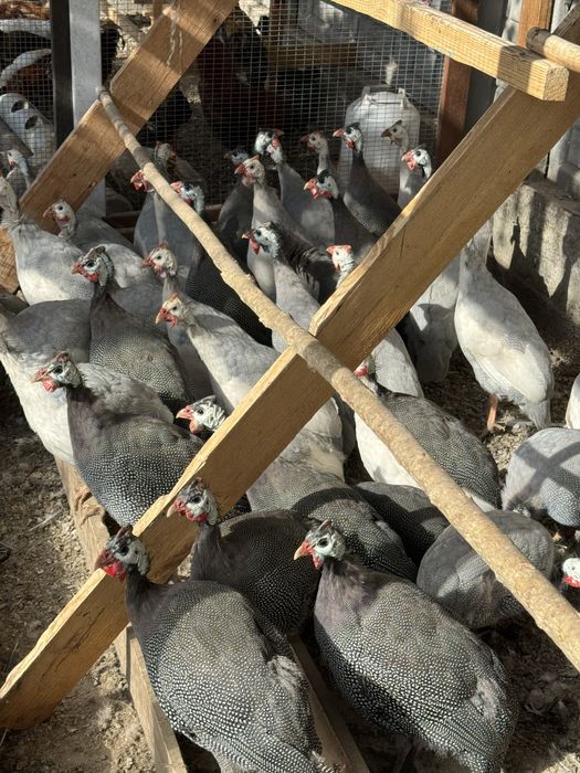 Продам цесарок, петухов и кур амераукана