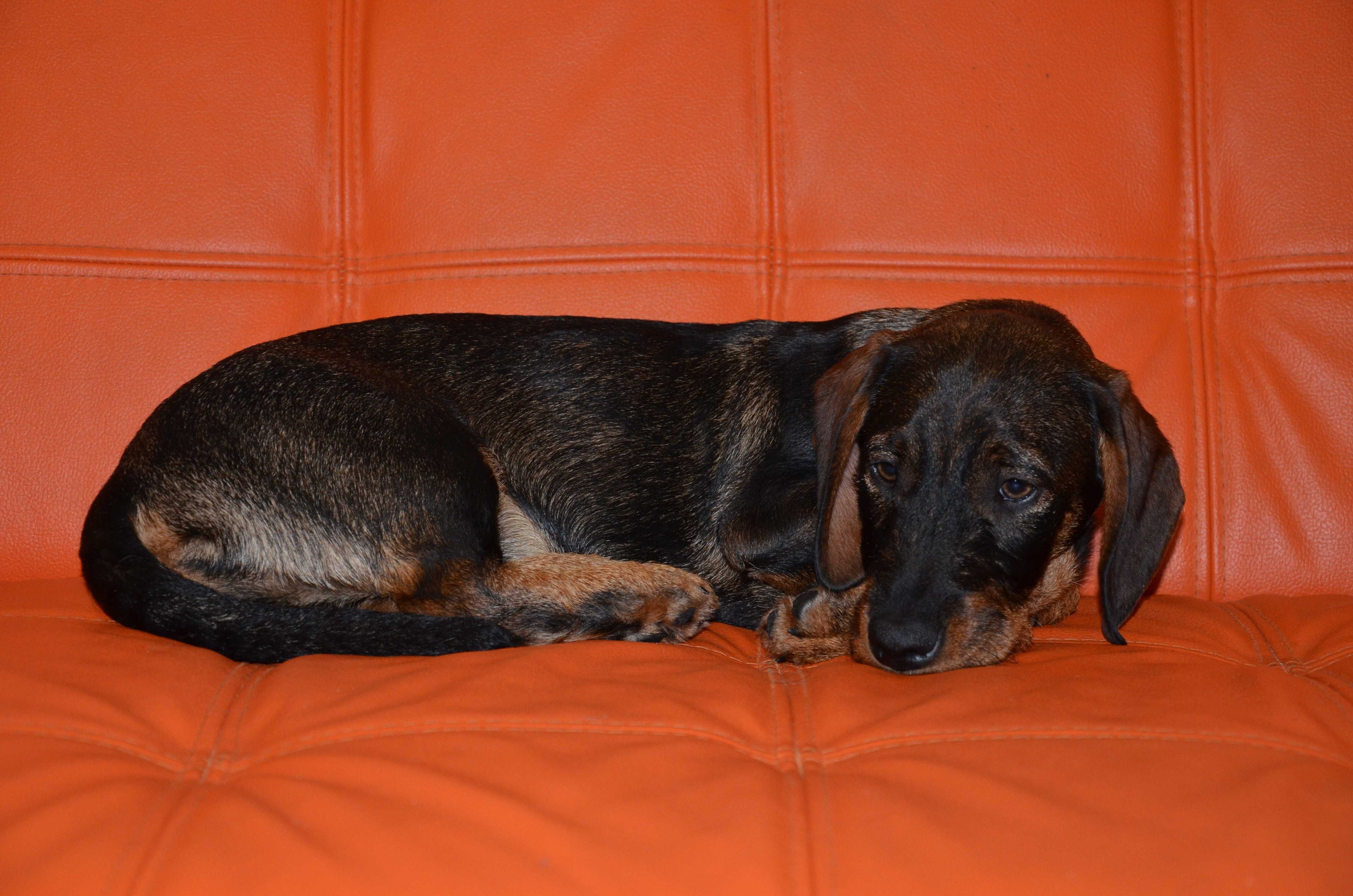 Mascul de teckel sarmos standard cu Pedigree A, 4 luni