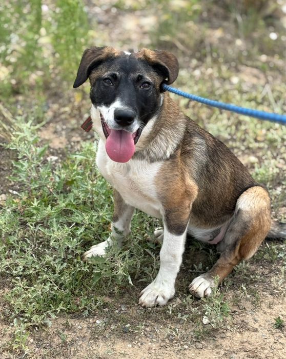 Собака девочка стерилизованная ласковая ищет дом