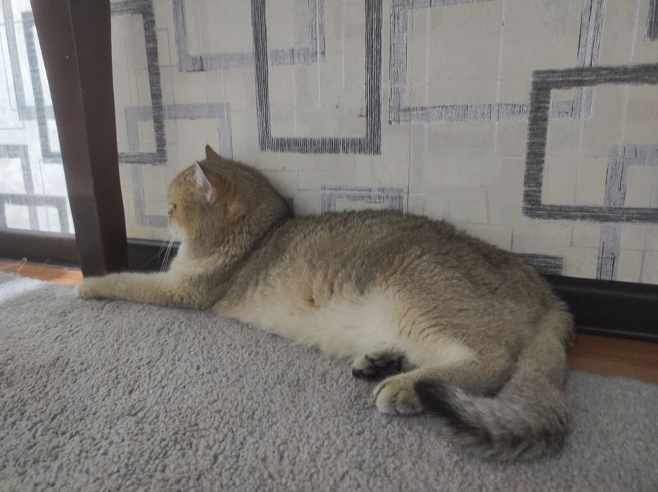 Вязка британский шиншилла и шотландский страйт