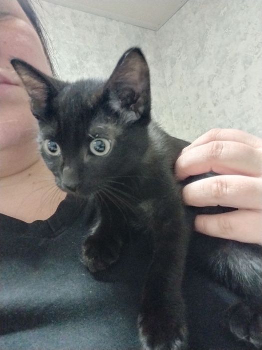 Одам в хорошие руки