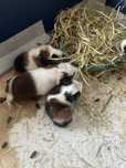 Puiuți de porcușori de Guineea – adorabili si pregatiti pt o noua casa