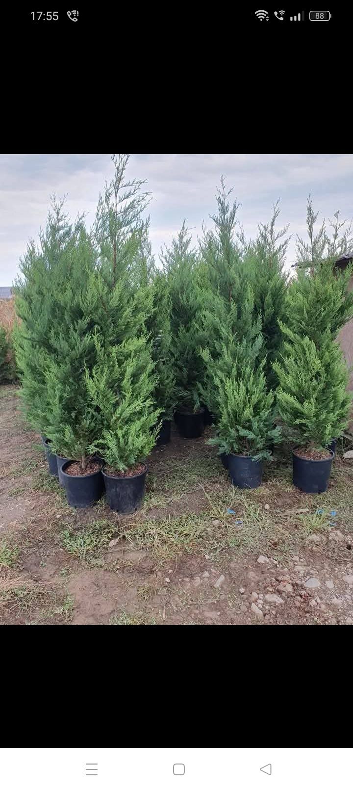 Plante decorative pt curte