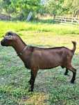 Tap alpin francez