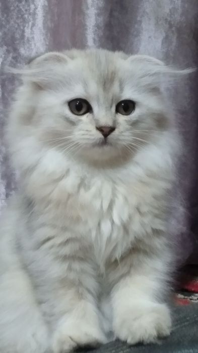 Серебристая шиншила хейланд