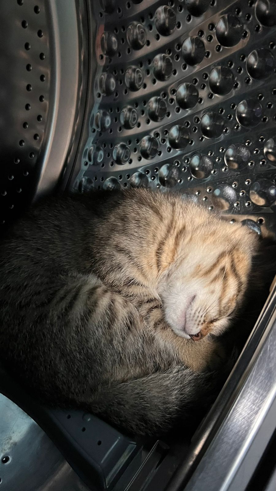 Котята очень ищут дом