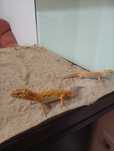 Geko Leopard pereche