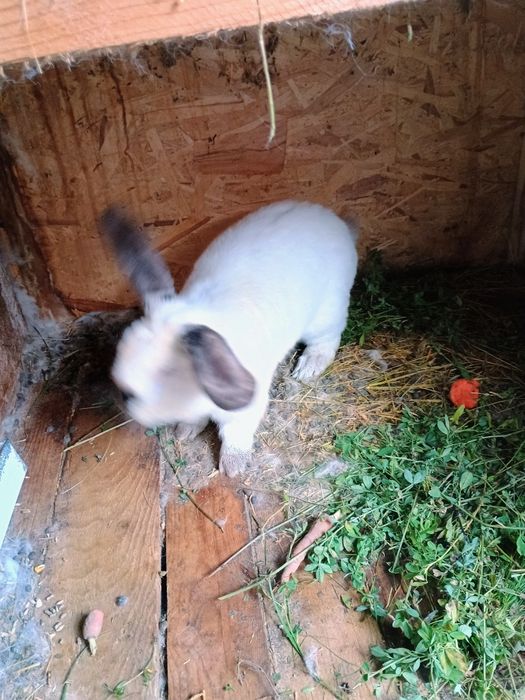 Iepuri uriaș de Transilvania