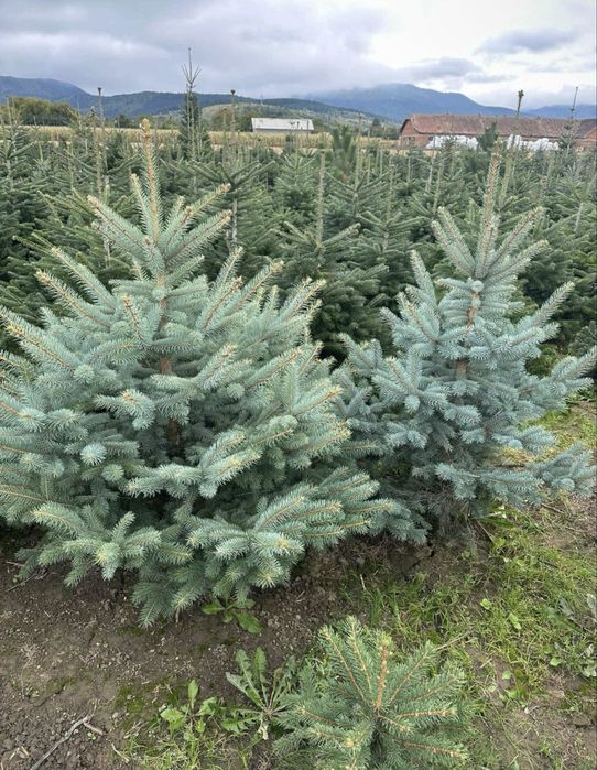 Brazi arginti si verzi