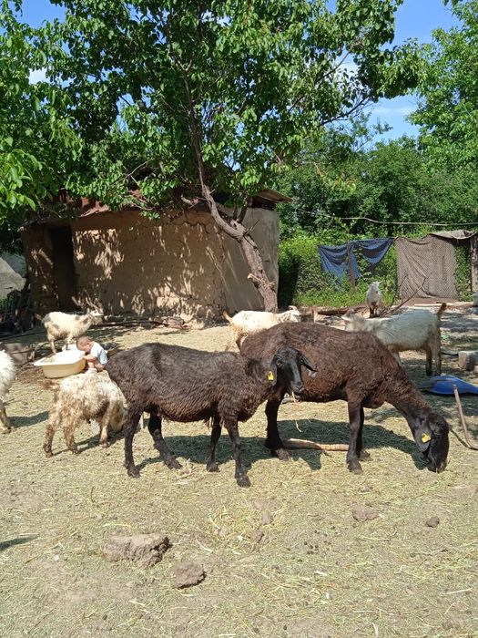 Қойлар сатылады жақсы