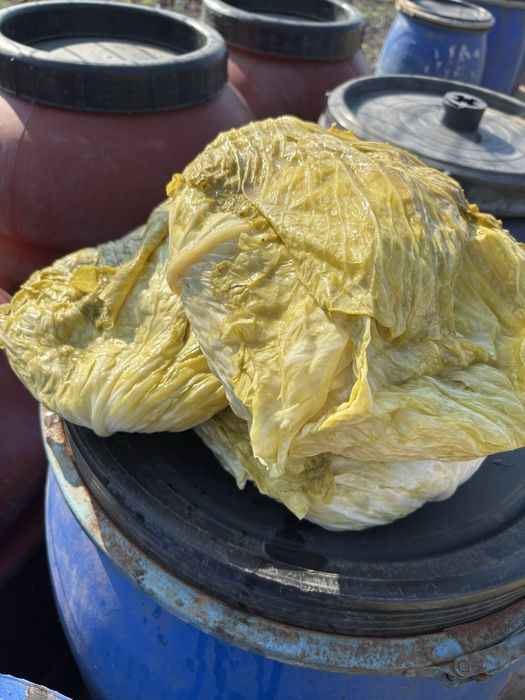 Varză murată plată de vanzare