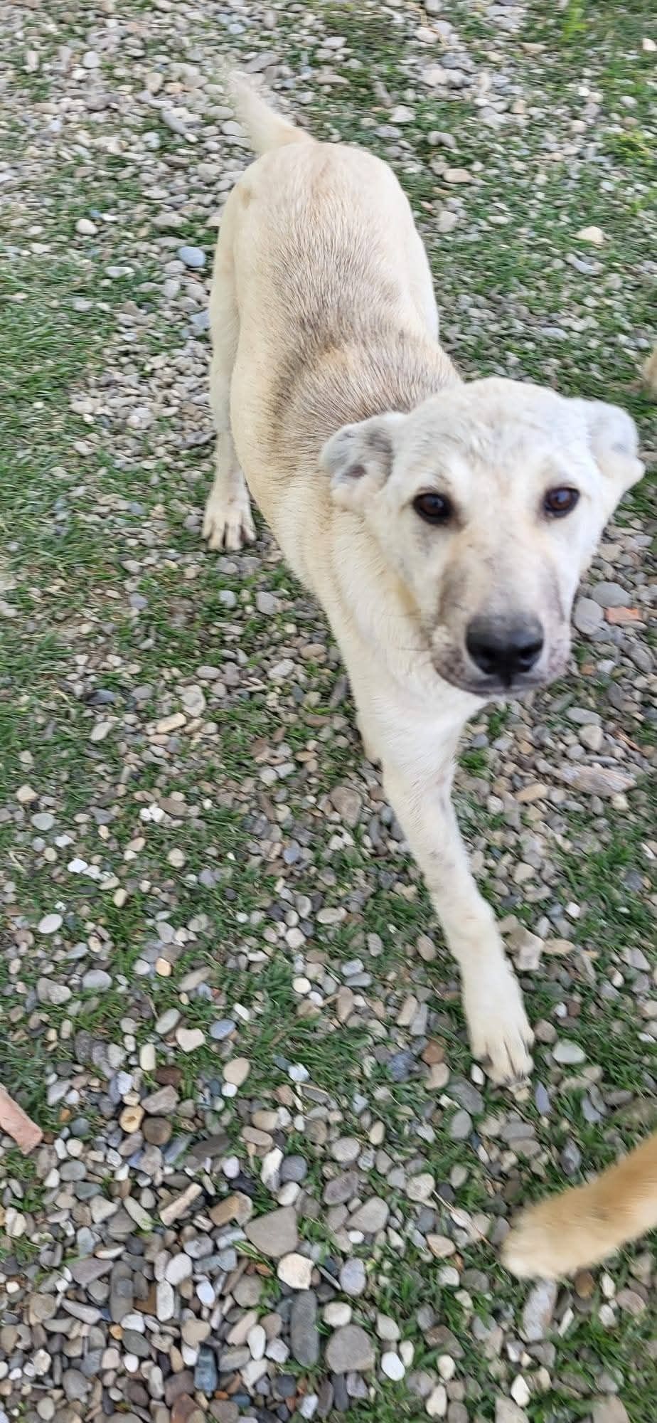 Căutăm familii pentru 6 cățeluși abandonați