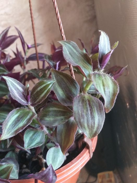 Традесканции разных сортов