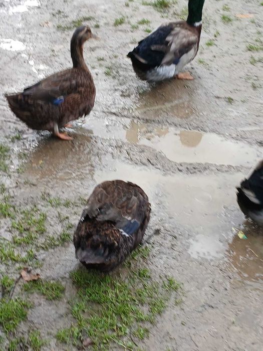 Rate Rowen din primavara