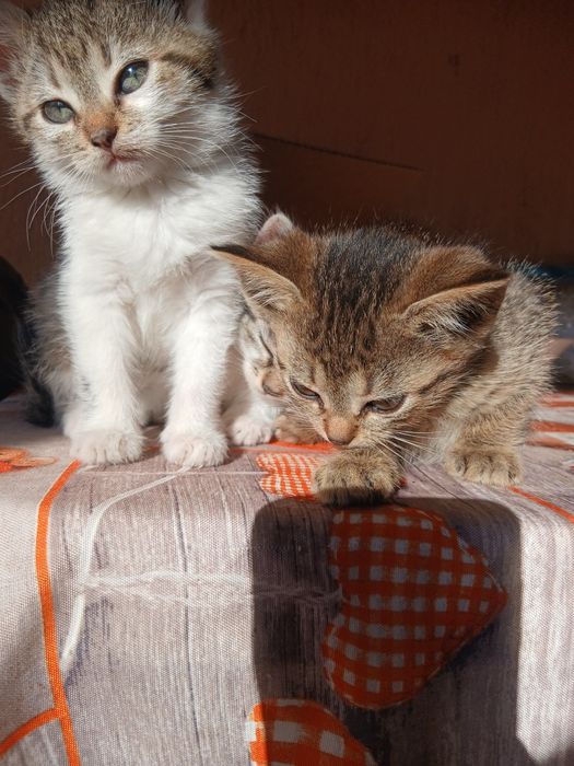 Donez pisicuțe pentru o familie iubitoare de animale.