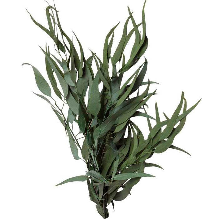 Foliaje Stabilizate – Naturale, Decorative și de Lungă Durată