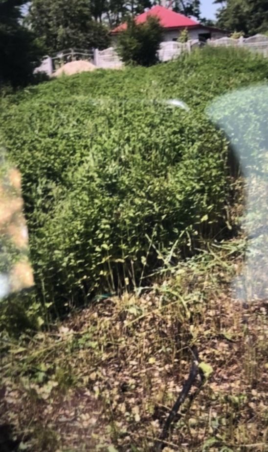 Menta proaspata bio