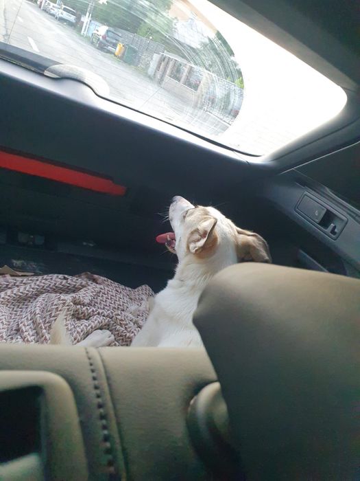 Ofer spre adoptie catelusa metis talie medie