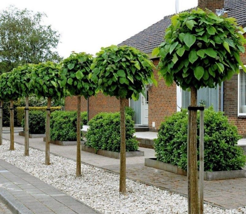 Vand copaci ornamentali de orice specie oriunde in tara pret minim